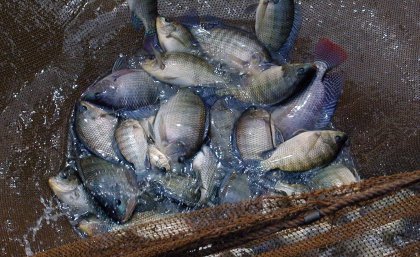 Farmed tilapia, photo WorldFish.